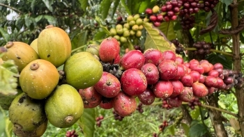 Giá nông sản hôm nay 01/9: Cà phê biến động trái chiều, hồ tiêu lặng sóng giữ đỉnh 72.500 đồng/kg