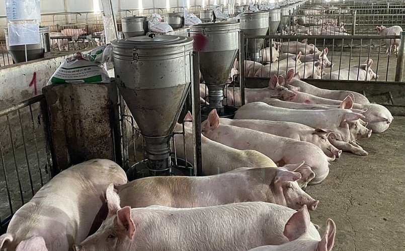 Giá heo hơi hôm nay (01/9), Nhiều người chăn nuôi hy vọng giá sẽ không tiếp tục giảm quá sâu