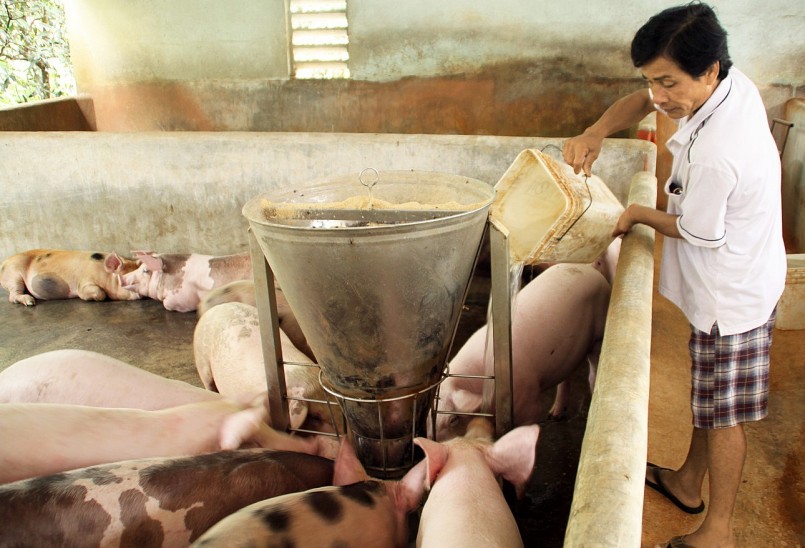 Giá heo hơi hôm nay (01/9), đà giảm đã ngừng ở đáy 55.000 đồng/kg. 