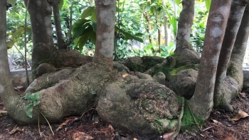 Sưu tầm cây mai vàng bị cháy gốc, bất ngờ là gốc cổ thụ sau 10 năm tạo ra siêu phẩm tiền tỷ