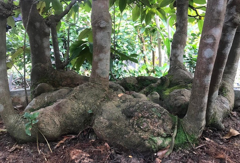 Từ gốc mai bị cháy dở khi mang về, anh Hội đã hồi sinh nên siêu phẩm mai vàng cổ thụ.