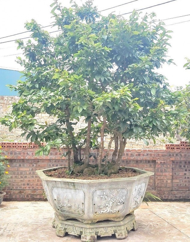 Sau thời gian dài chăm sóc, cây đã phát triển tươi tốt và anh Hội bắt đầu tạo dáng, thế cho cây.