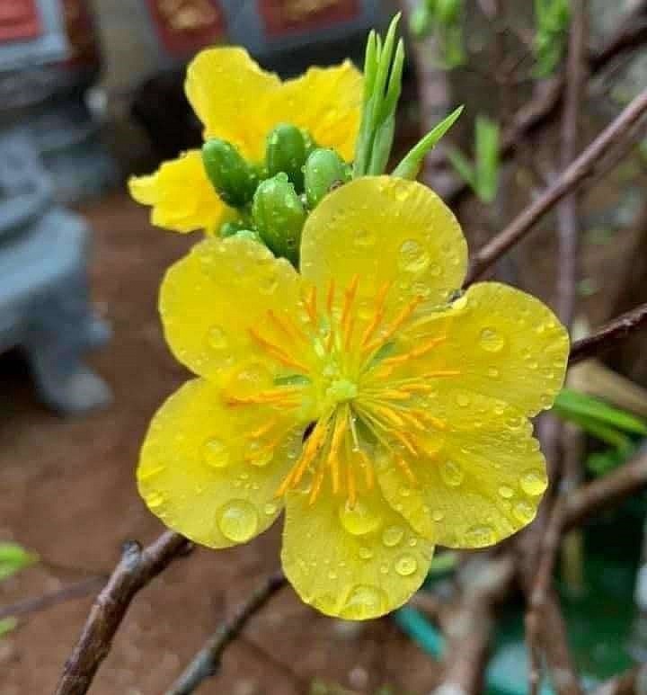 Anh cho biết giống mai vàng Yên Tử này rất đặc biệt, hoa đẹp lại rất to nên được nhiều người trong giới chơi cây yêu thích.