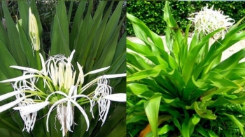 Loài hoa mang vẻ đẹp lạ, trồng một chậu trong nhà vừa thanh lọc không khí vừa giúp gia đình bình an