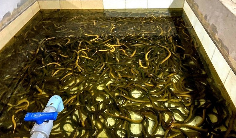 Ước tính, gia đình ông Giang thu hoạch 12 tấn lươn thịt/năm, giá bán tại bể là khoảng 90.000 đồng/kg.