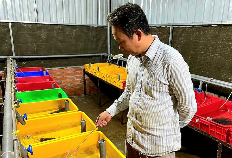 Ông Giang bên bể lươn giống tại huyện Đất Đỏ. 