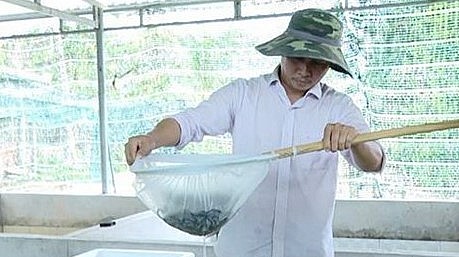 hầu như các địa phương của tỉnh đều có hộ gia đình nuôi lươn.