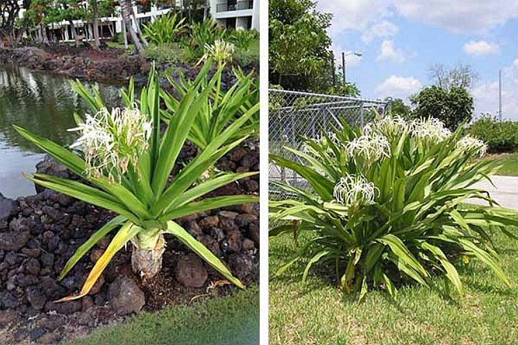 Loài hoa mang vẻ đẹp lạ, trồng một chậu trong nhà vừa thanh lọc không khí vừa giúp gia đình bình an