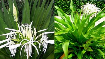 Loài hoa mang vẻ đẹp lạ, trồng một chậu trong nhà vừa thanh lọc không khí vừa giúp gia đình bình an