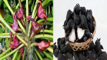 Loại củ được ví là “nhân sâm" của người nghèo, ăn vặt không lo bị béo