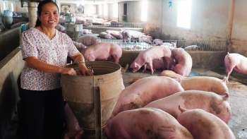 Giá heo hơi hôm nay 02/9: Chưa thể khởi sắc dù sức mua tăng trong kỳ nghỉ lễ kéo dài