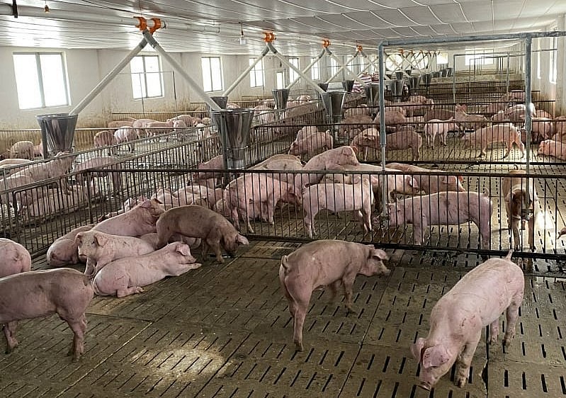 Giá heo hơi hôm nay (02/9), Kỳ nghỉ lễ đã cắt đứt đợt giảm giá heo hơi kéo dài hơn nửa tháng qua. 