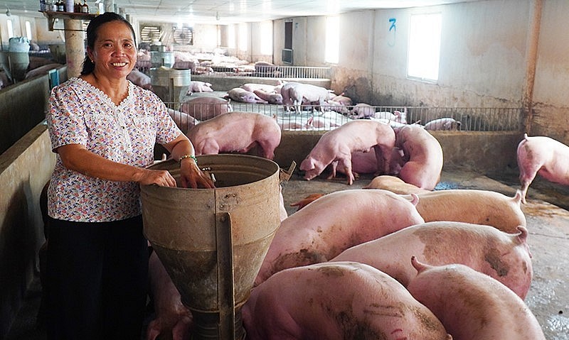 Giá heo hơi hôm nay (02/9), dứt đà giảm giá chững lại ở đáy 55.000 đồng/kg. 