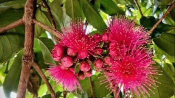 Loại quả bên ngoài đỏ như son, món ăn vặt mới chị em lùng mua ăn thử