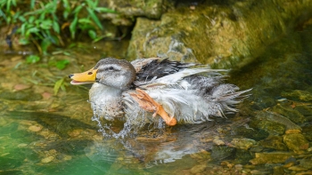 Nuôi vịt Cổ Lũng đặc sản thả trên suối cho chất lượng đặc biệt nhà nông lãi trăm triệu