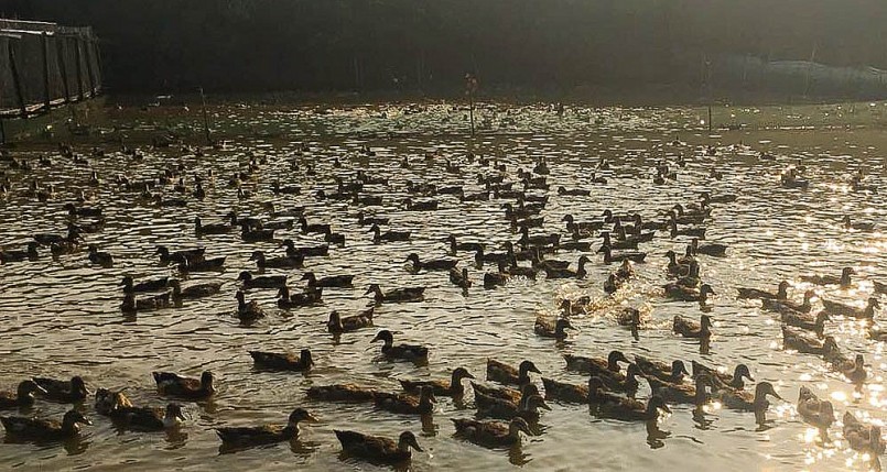 Vịt Cổ lũng là giống vịt đặc sản ở xã Cổ Lũng, huyện Bá Thước, tỉnh Thanh Hoá.