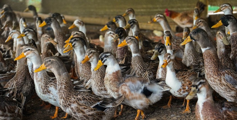 Vịt Cổ Lũng được nuôi chăn thả 4 tháng là có thể xuất bán. 