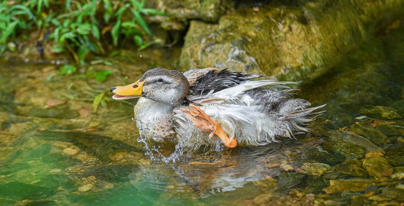 Vịt được nuôi trong môi trường có khí hậu quanh năm mát mẻ cùng với đó là các con suối nước trong xanh, sạch sẽ, nguồn thức ăn tự nhiên.
