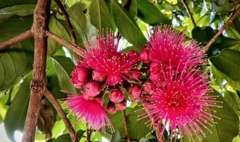 Loại quả bên ngoài đỏ như son, món ăn vặt mới chị em lùng mua ăn thử