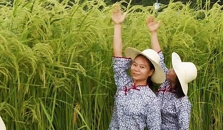 các giống lúa lai có thể mang lại năng suất cao hơn 15 - 20% so với lúa thường