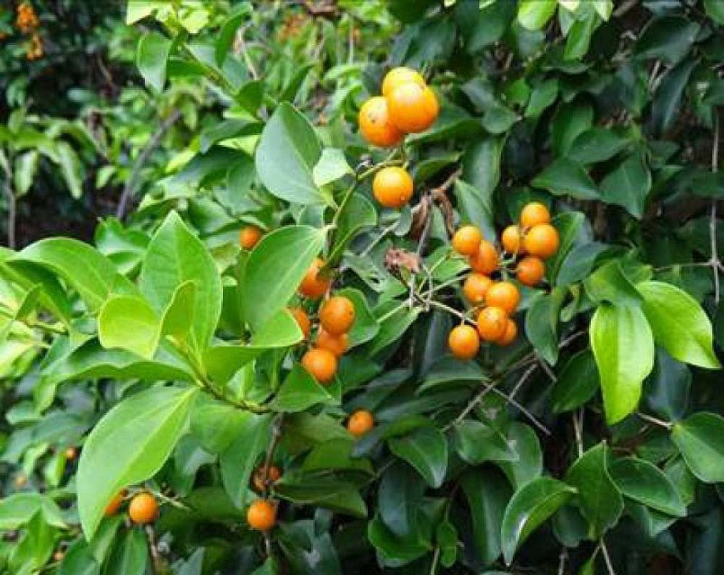 cây mã tiền đang được sử dụng trong Y học hiện nay