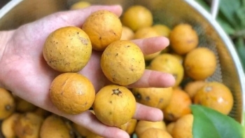 Thức quà thu Hà Nội vào mùa, dân buôn bán cả tạ mỗi ngày