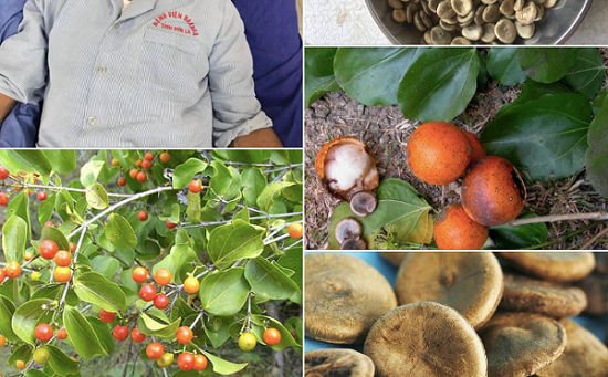 Năm 2022 đã có 01 người phải nhập viện do sau khi uống rượu ngâm hạt mã tiền