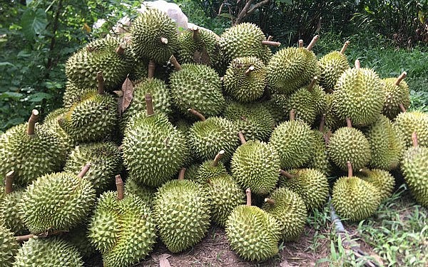 Tình trạng thu hoạch cả sầu riêng trái non để xuất khẩu thường xuyên tái diễn.