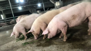 Giá heo hơi hôm nay 03/9: Nhu cầu tăng, giá heo đã nhích lên trong ngày cao điểm nghỉ lễ
