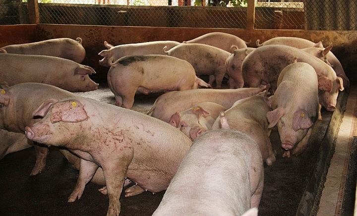 Giá heo hơi bình quân cả nước hiện 57.000 đồng/kg. 