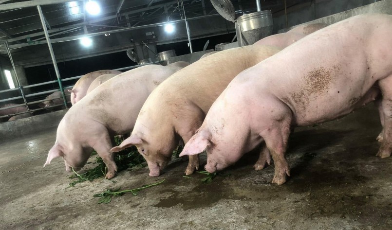 Giá heo hơi hôm nay (03/9), giá heo hơi tăng nhẹ ở một vài địa phương do nhu cầu tiêu thụ tăng cục bộ.