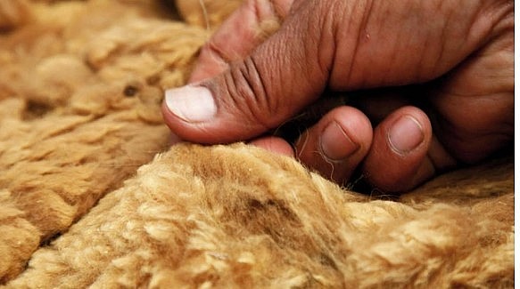 Lông của Vicuña quý giá vô cùng