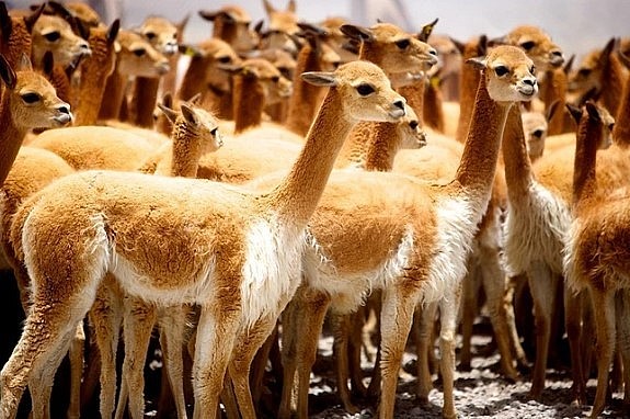 Vicuña sở hữu bộ lông quý giá