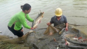 Biến trại cá hoang như vũng trâu đằm thành "tổ ấm" ra lò 2 triệu con cá giống mỗi năm, thu về tiền tỷ