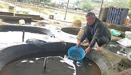 Ông Hoàng Xuân Phúc kiểm tra cá giống.