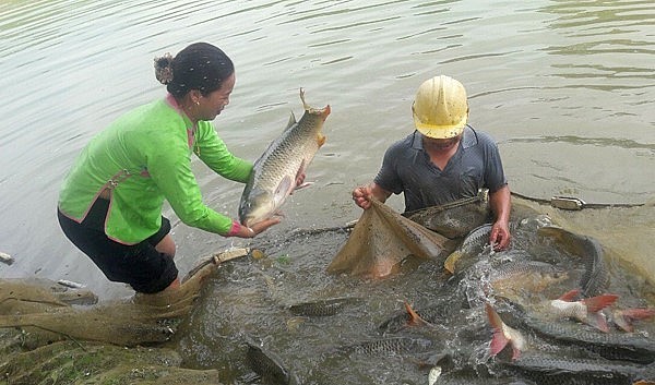 Kiểm tra cá bố mẹ chuẩn bị sinh sản.