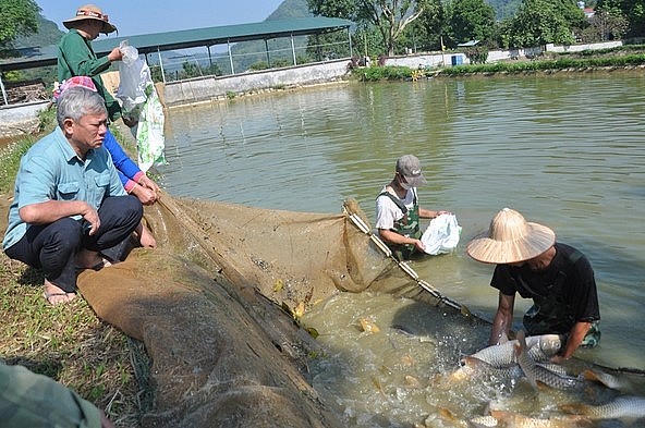 trung bình mỗi năm, trang trại của ông Phúc bán ra thị trường các tỉnh, thành hàng chục triệu con cá chép giống