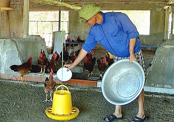 Ông cũng nuôi hàng nghìn con gà đặc sản.