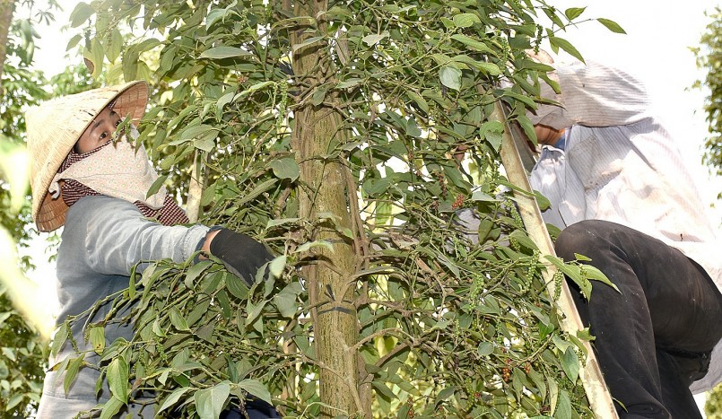 Giá nông sản hôm nay (03/9),  Tuần qua, thị trường hồ tiêu có xu hướng đi ngang, sau đó tăng nhẹ vào giữa tuần.