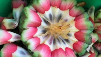 Loại na ruột đỏ có gì đặc biệt mà đắt gấp 3 lần na thường vẫn được săn lùng?