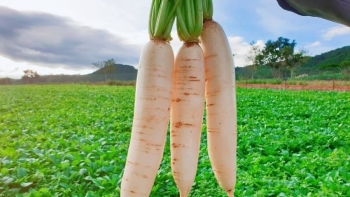 6 loại rau củ mùa thu, vừa tốt cho sức khoẻ lại phòng tránh nhiều bệnh tật