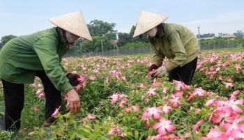 Trên vùng gò đồi vốn chỉ trồng sắn, nay chuyển sang cây trồng này nông dân thủ đô thu 1 tỷ đồng/ha