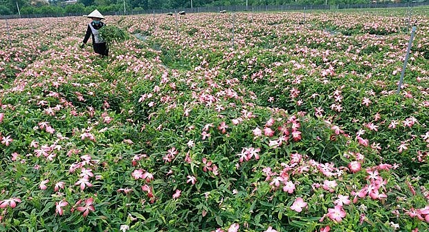 Sâm Bố Chính hay còn gọi là sâm thổ hào, sâm núi, là sản vật quý, xưa kia được người dân dùng để tiến vua. Sâm Bố Chính hay còn gọi là sâm thổ hào, sâm núi, là sản vật quý, xưa kia được người dân dùng để tiến vua.