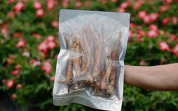 Theo các nhà khoa học, sâm Bố Chính có dược tính cao, được cho là tương đương nhân sâm Hàn Quốc. Theo các nhà khoa học, sâm Bố Chính có dược tính cao, được cho là tương đương nhân sâm Hàn Quốc.