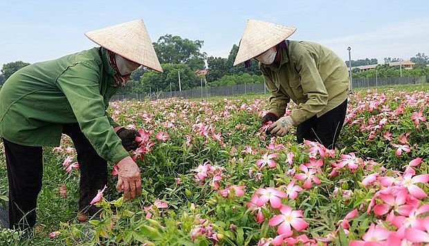 Nhờ chuyển đổi từ trồng ngô, sắn sang trồng sâm Bố Chính giúp người dân thu nhập hàng tỷ đồng/ha. Nhờ chuyển đổi từ trồng ngô, sắn sang trồng sâm Bố Chính giúp người dân thu nhập hàng tỷ đồng/ha.