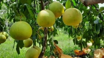 Tôm hùm Australia giá 15 triệu đồng một con vẫn đắt hàng, bưởi Phúc Trạch được mùa được giá