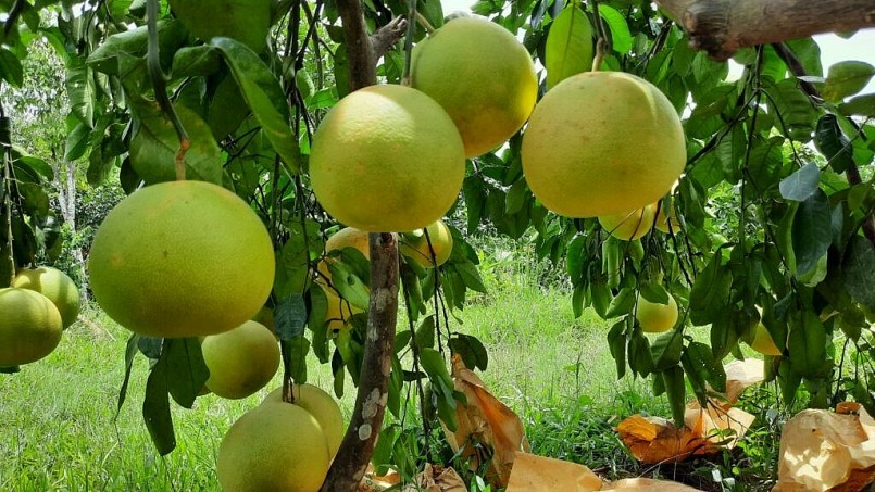 Bưởi Phúc Trạch là thức quả đặc sản Hà Tĩnh nức tiếng với vị đặc trưng Bưởi Phúc Trạch là thức quả đặc sản Hà Tĩnh nức tiếng với vị đặc trưng