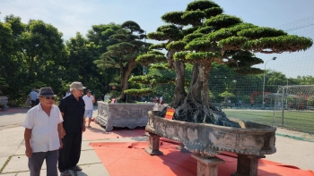 Nín thở trước dàn siêu phẩm cây cảnh chỉ xem thôi chứ ít người dám hỏi giá