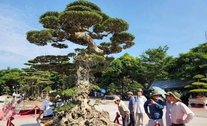 Triển lãm cây cảnh nghệ thuật huyện Hải Hậu lần thứ IV diễn ra từ ngày 28/8 đến hết ngày 6/9. 