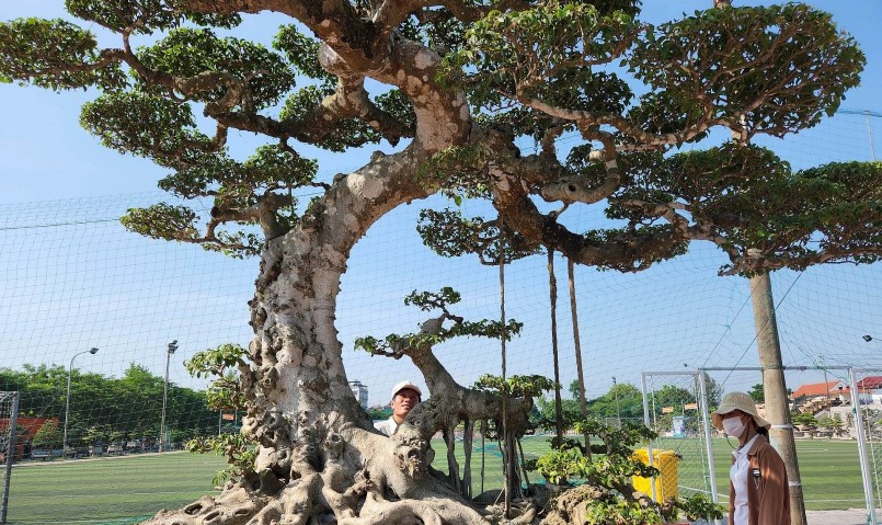 Tán lá cây được chia đều, mỏng, thoáng và chất lá đẹp. Phần bệ cây bề thế. 